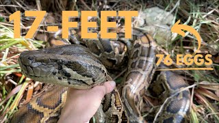 Finding Python Nests in South Florida [upl. by Auhsuj]