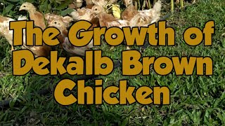 Raising Dekalb brown Chickens  Timelined [upl. by Noman]