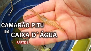 CRIAÇÃO DE CAMARÃO PITU EM CAIXA DÁGUA Canal Saalada [upl. by Ruel]