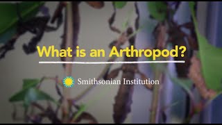 What is an Arthropod [upl. by Sirovat]