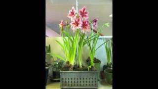 How to plant Amaryllis [upl. by Evante]