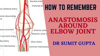 ARTERIAL ANASTOMOSIS AROUND ELBOW JOINT [upl. by Harvie]