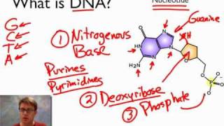 What is DNA [upl. by Walkling]