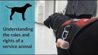 A Guide to Understanding Service Animals [upl. by Hernardo108]