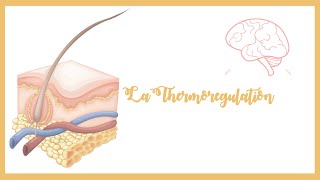 La thermorégulation Thermogenèse et thermolysePhysiologie [upl. by Groscr]