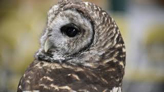 Owls can rotate their heads 270 degrees [upl. by Alysia]