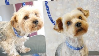 PetGroooming  Yorkie Grooming 71 [upl. by Akem]