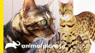 These Beautiful Bengal Cats Are Incredibly Intelligent  Cats 101 [upl. by Rebna984]