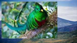 EL QUETZAL DE CHIRIQUI  JUANK [upl. by Costello154]