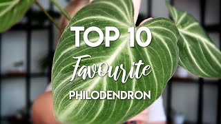 My Top 10 Philodendron  All easycare [upl. by Sterling]