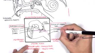 Anatomy  Ear Overview [upl. by Girovard]