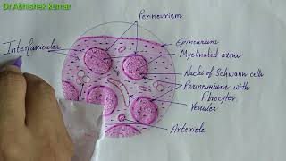 Histology of peripheral nerve [upl. by Ahsla]