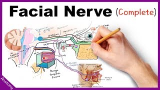 Facial Nerve Anatomy Simplified [upl. by Awad]