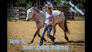 How To Start Liberty Training With Your Horse Basic Exercises Part 1 [upl. by Shaylynn577]