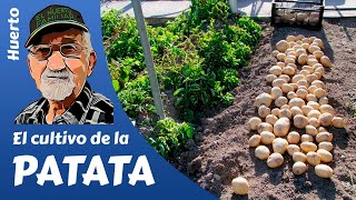 PATATAS COMO SEMBRAR Y CULTIVAR PATATAS POTATO FARMING [upl. by Cyrie128]