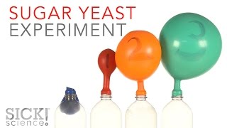 Sugar Yeast Experiment  Sick Science 229 [upl. by Maghutte726]