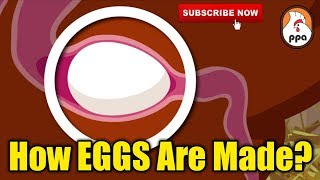 How EGGS Are Formed Inside The Chicken [upl. by Ennylcaj]