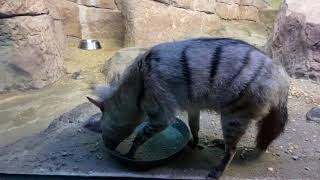 Home Safari – Aardwolf – Cincinnati Zoo [upl. by Swee]