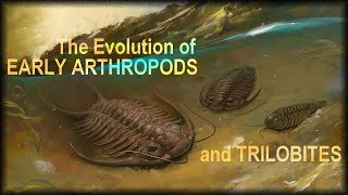 Evolution of early Arthropods [upl. by Lyckman]