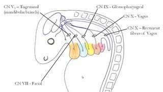 Medical Embryology  Development of the Pharyngeal Arches [upl. by Jarlen]