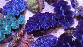 Reefscom  All about clams [upl. by Perusse601]