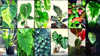 Philodendron Varieties A to Z [upl. by Christye910]