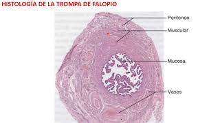 Histología de la Trompa de Falopio [upl. by Aienahs]