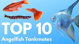 Angelfish Tankmates 10 Fish You Can Keep with Angelfish [upl. by Brand]