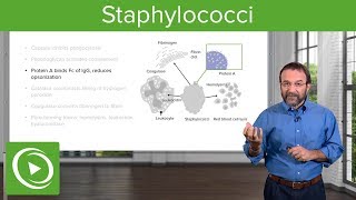 Staphylococci – Microbiology  Lecturio [upl. by Shell705]