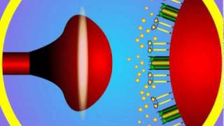 5 Synapse Structure and Function [upl. by Assel]