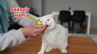 KEDİLER İÇİN EVDE İÇDIŞ PARAZİT UYGULAMASI 1 Yıllık Aşılarını Toplu Aldık [upl. by Louisette]