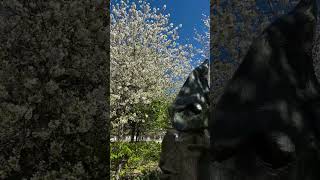 Discover the Magic of the Tuileries Garden in Spring 🌸 [upl. by Oibirot]