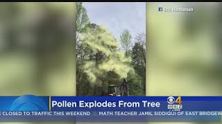 Pollen Explodes From Tree [upl. by Otsuj249]