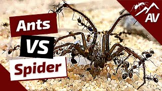 Camponotus Nicobarensis ANTS VS BIG SPIDER [upl. by Drugge878]