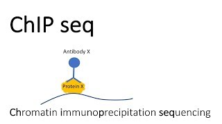 ChIP seq  Chromatin Immunoprecipitation sequencing [upl. by Strenta682]