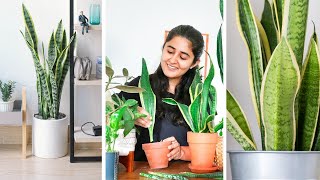 How to grow Snake plant faster Propagate and Care Indoors [upl. by Seton863]