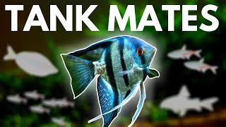 Angelfish Tank Mates 10 Fish You Can Keep with Angelfish [upl. by Rich]