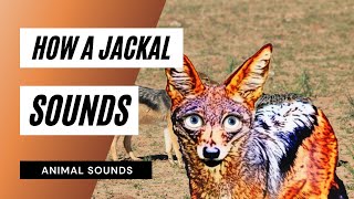 How A Jackal Sounds  jackal sound cry jackal howl jackal  звук шакала крик шакала вой шакала [upl. by Otrevlig593]