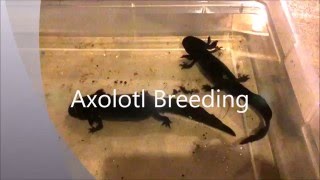 Axolotl Breeding [upl. by Idolla]