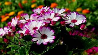 Cineraria flower HD1080p [upl. by Marcela101]