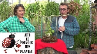 Conseils jardinage Dischidia pectenoides Plante escargot Entretien et arrosage plante verte [upl. by Nyrad]