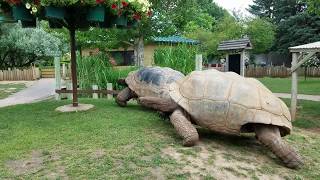 Giant Tortoises at Full Speed [upl. by Talich]