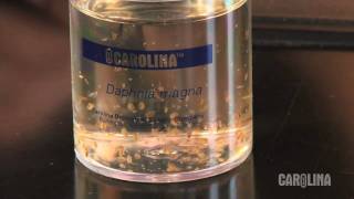 How to Care for Daphnia [upl. by Ivana]