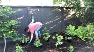 Planting delphiniums [upl. by Nnylsaj886]