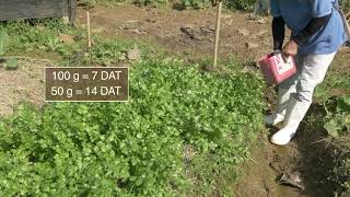 How to plant and grow coriander [upl. by Yznel]