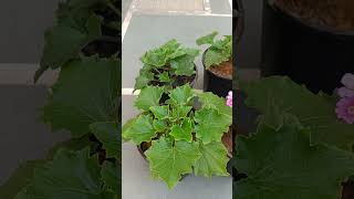 Cineraria Plant Growth Update [upl. by Ednihek]