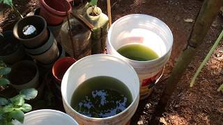 How to grow Green Water Algae [upl. by Triley]