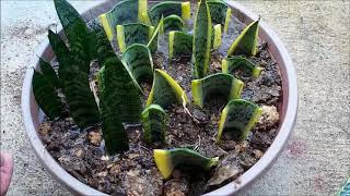 Snake Plant Propagation in Water and Soil by Leaf Cuttings Sansevieria [upl. by Annaeg]