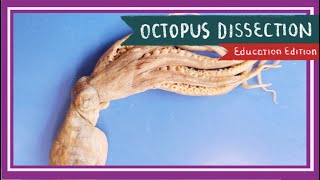 Octopus Dissection  The Tentacles of Today EDU [upl. by Nidnarb]