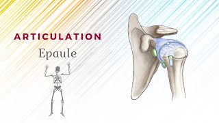 Anatomie De Lépaule  Articulation ScapuloHumérale [upl. by Attenal]